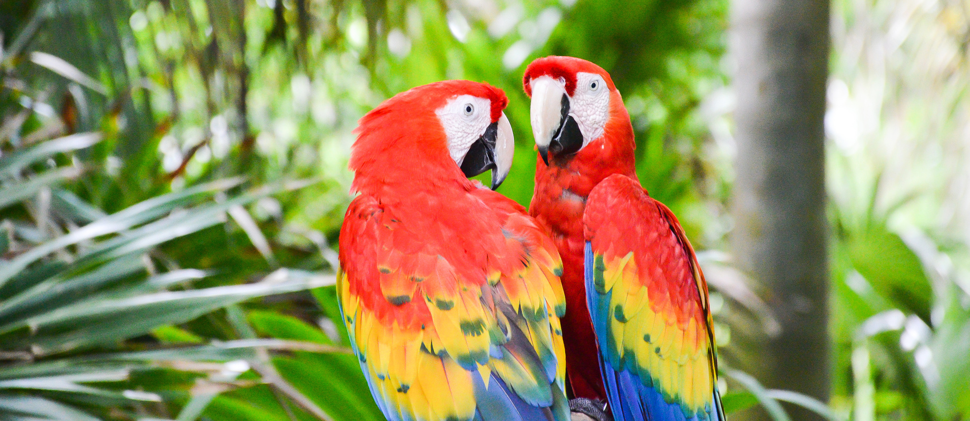 Red Parrots in Xcaret  playa del carmen Mexico